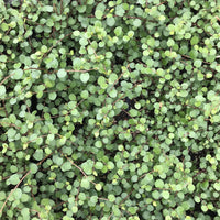 Muehlenbeckia 'Nana' Little Leaf Wirevine
