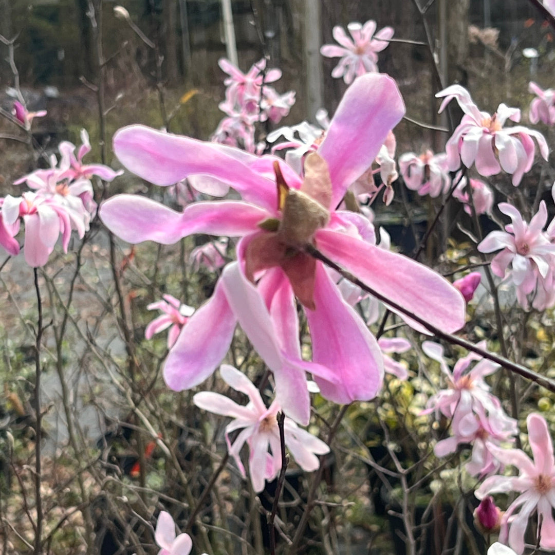 Leonard Messel Magnolia Tree