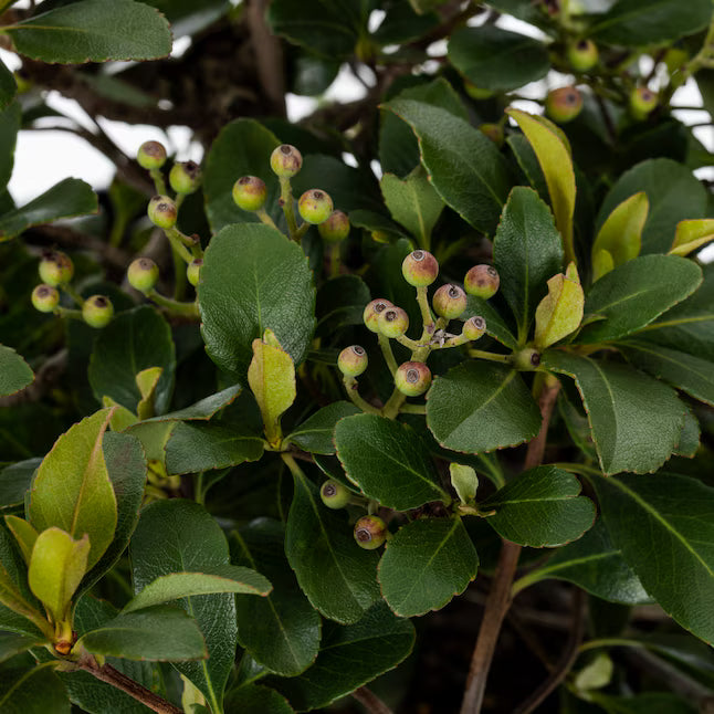 Snowcap Indian Hawthorn