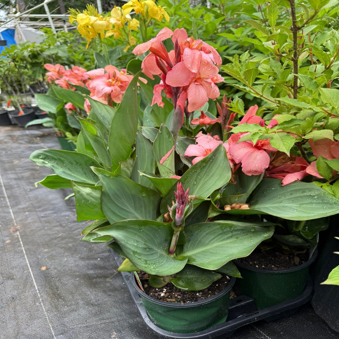 Canna Cannova Mango Lily - [EG]