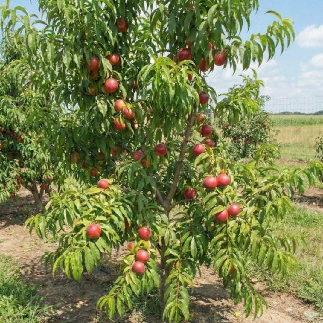 Summer Beauty Nectarine