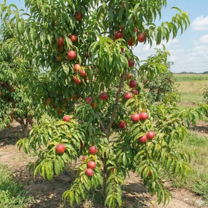 Summer Beauty Nectarine