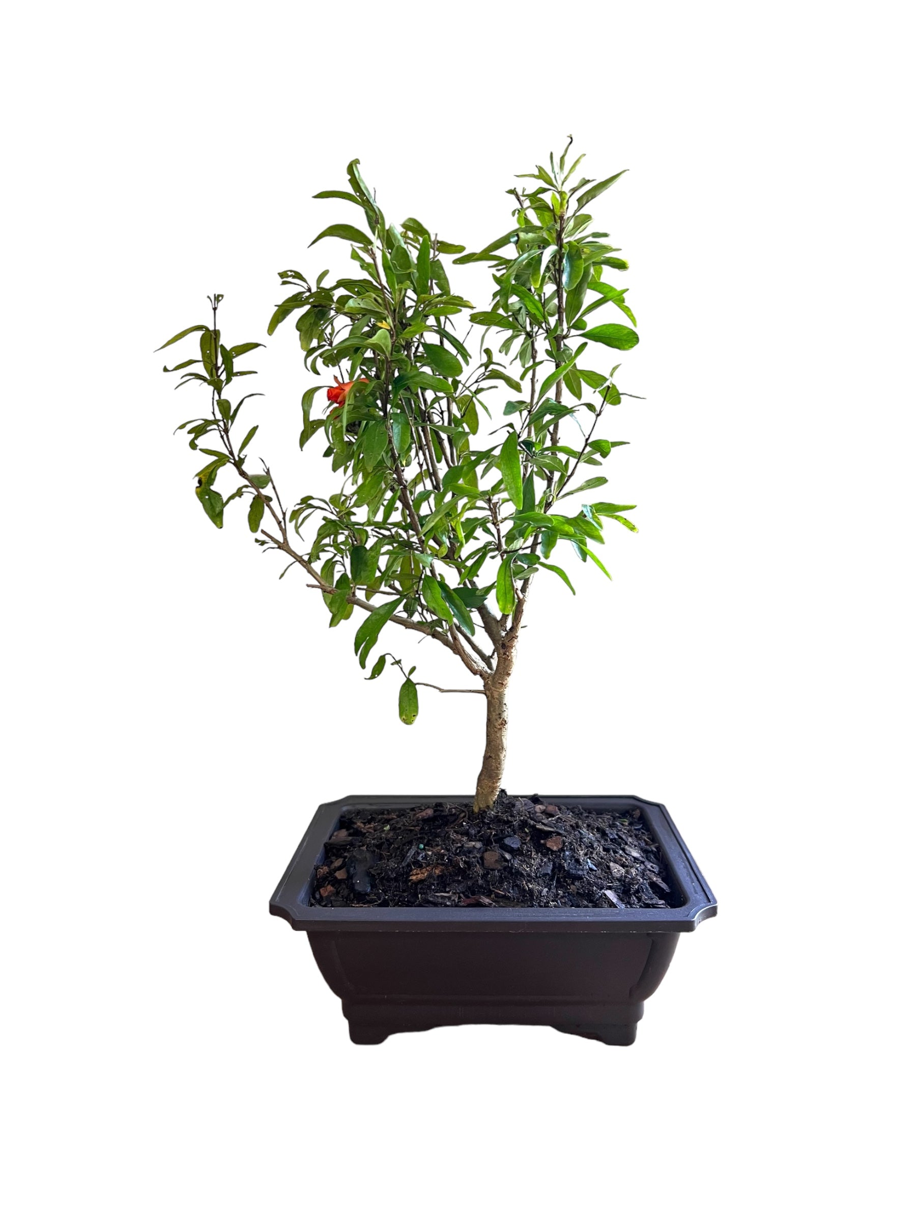 Bonsai Pomegranate (Live Plant)