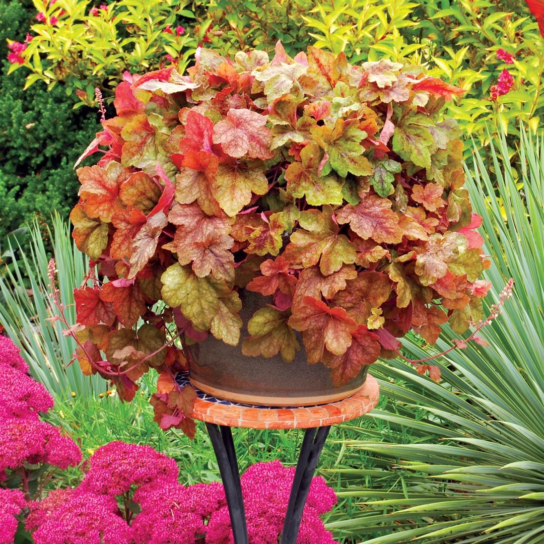 Heucherella Redstone Falls