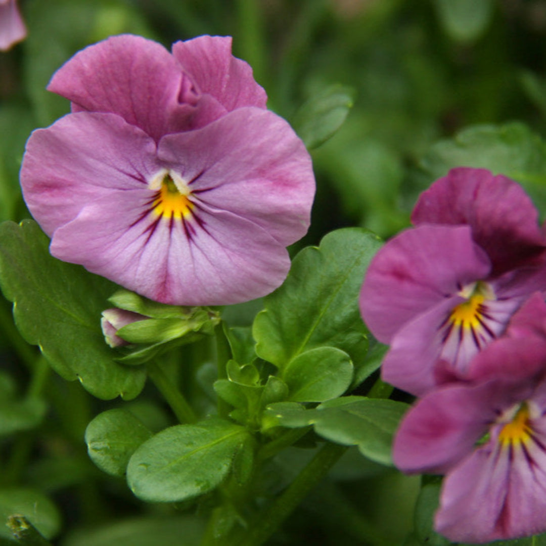 Viola Sorbet® Lilac Ice