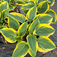 Hosta 'First Frost'