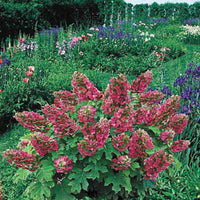 Ruby Slippers Oakleaf Hydrangea