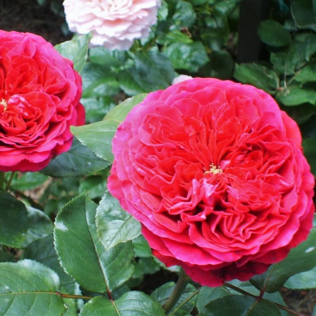 Rouge Royale Rose