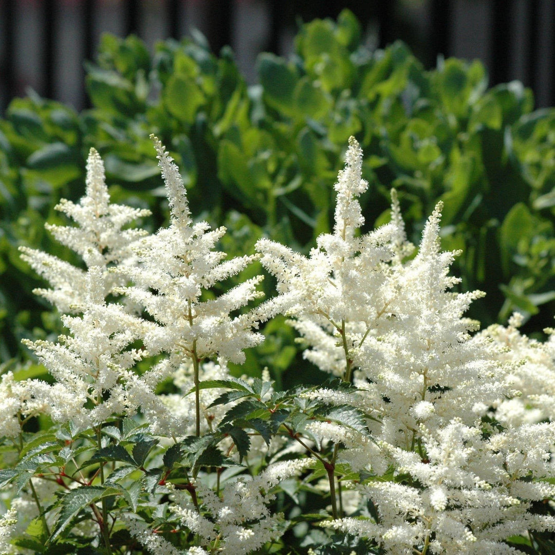 Astilbe Chinensis Visions In White