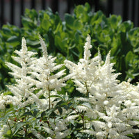 Astilbe Chinensis Visions In White