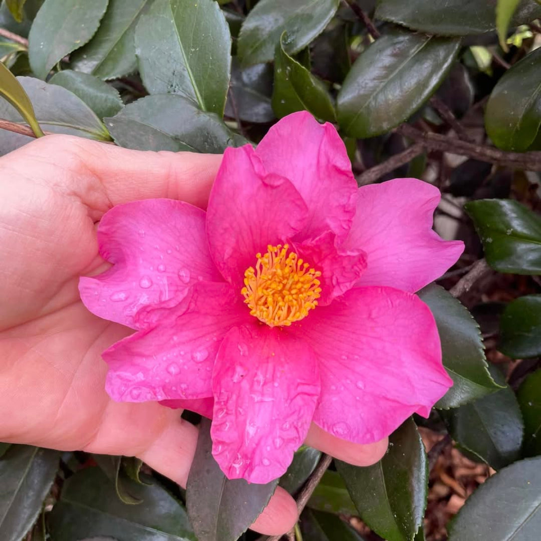 Hybrid Camellia Winter&