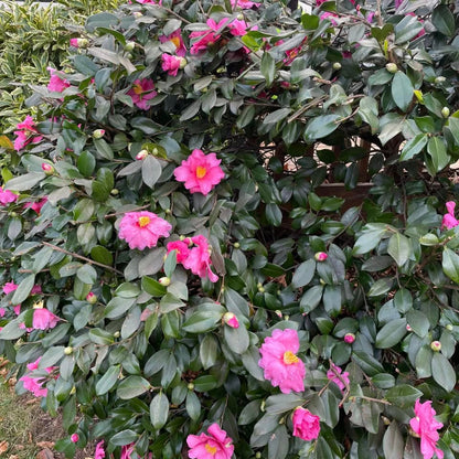 Hybrid Camellia Winter&
