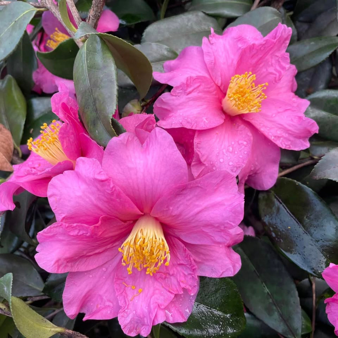 Hybrid Camellia Winter&