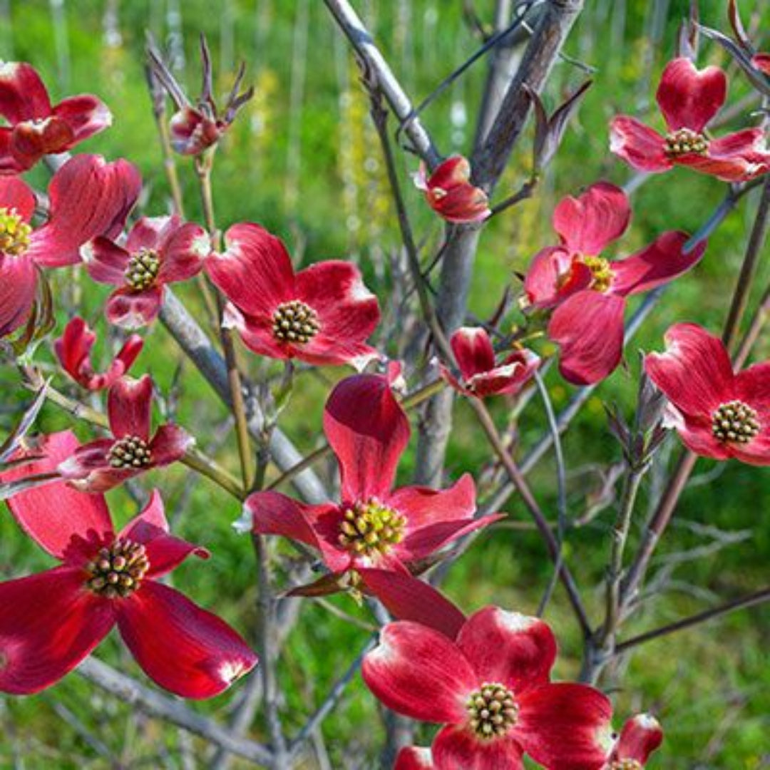 Raging Red Dogwood Tree