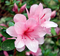 Pink Blooming Azalea – Evergreen Flowering Shrub