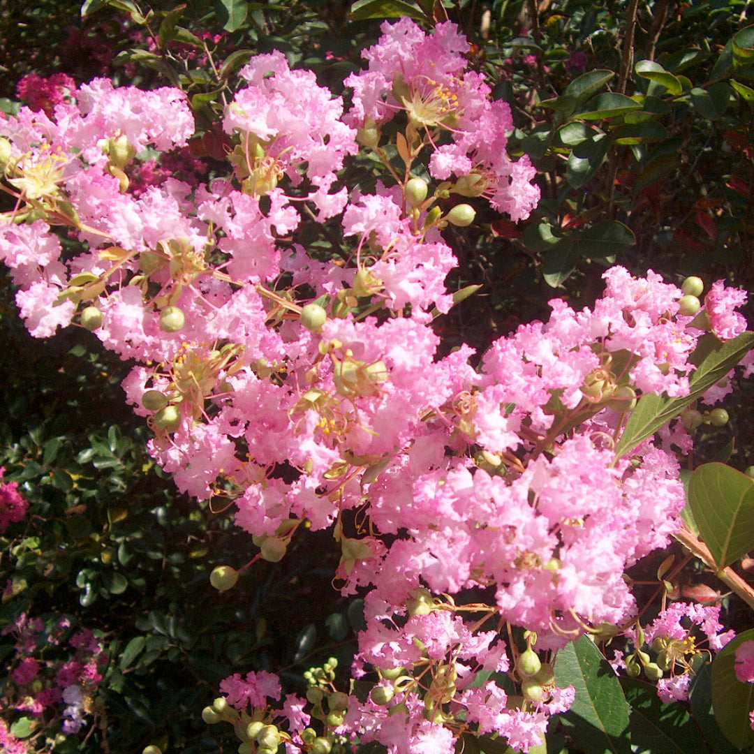 Delta Blush Crape Myrtle
