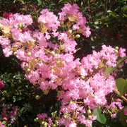 Delta Blush Crape Myrtle