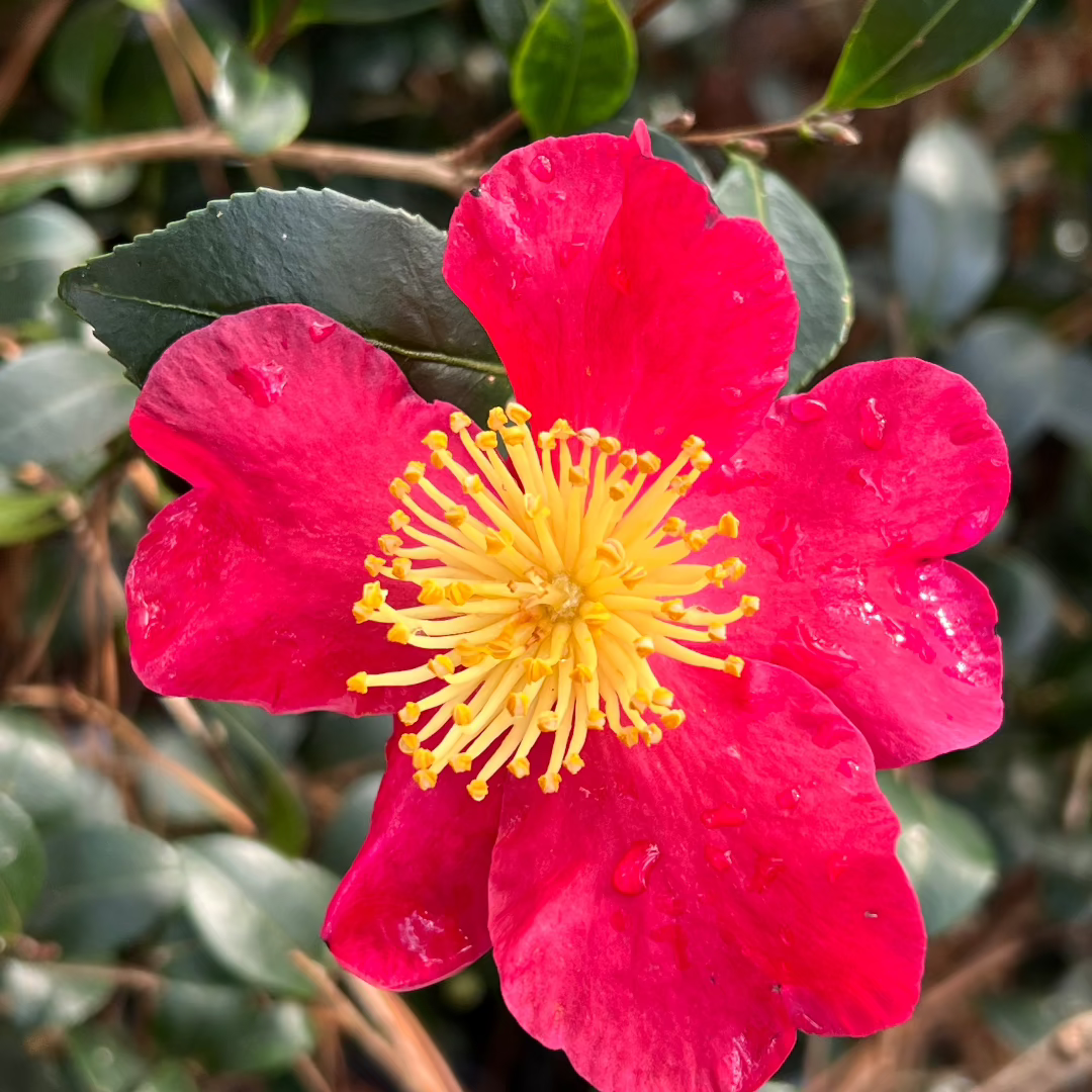 Camellia Yuletide-Brilliant Red Blooms with Yellow Center