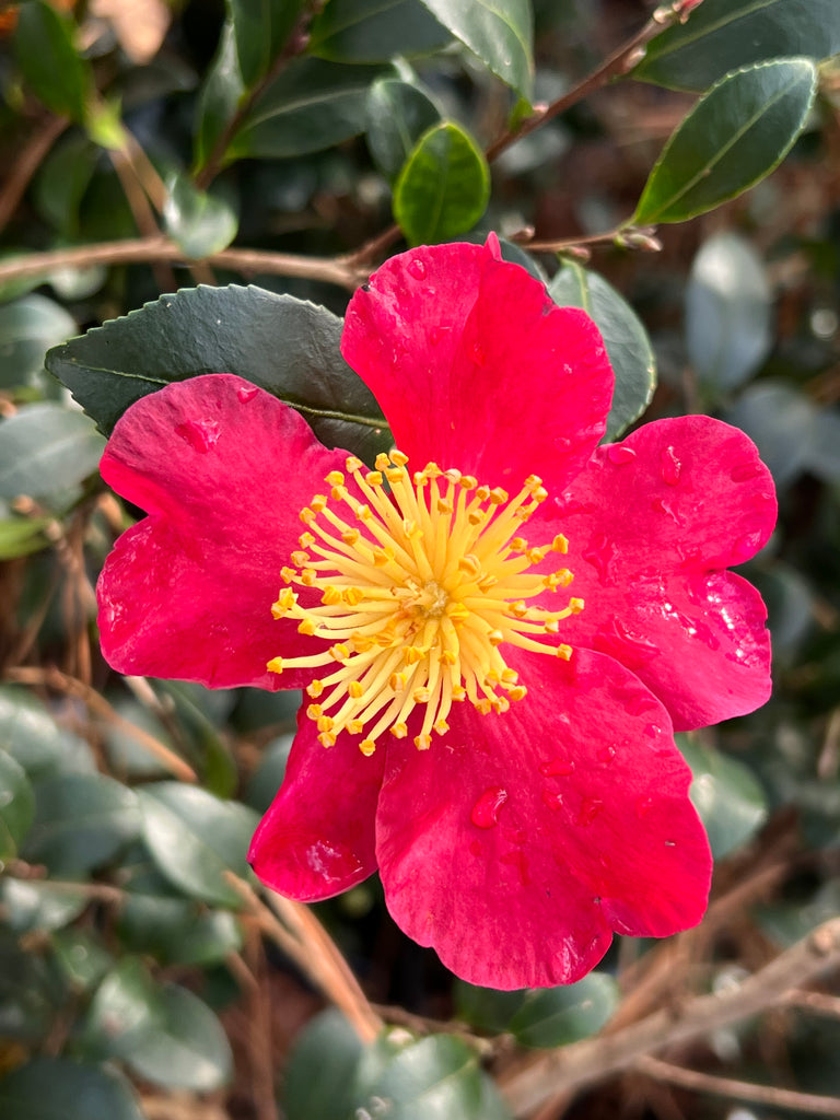 Camellia Yuletide-Brilliant Red Blooms with Yellow Center