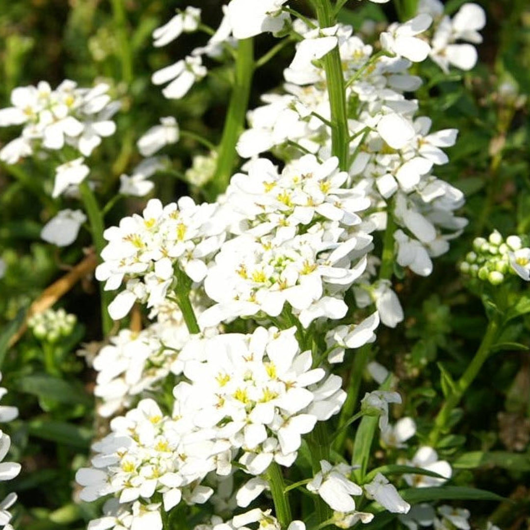Iberis Sempervirens Snowflake Candytuft