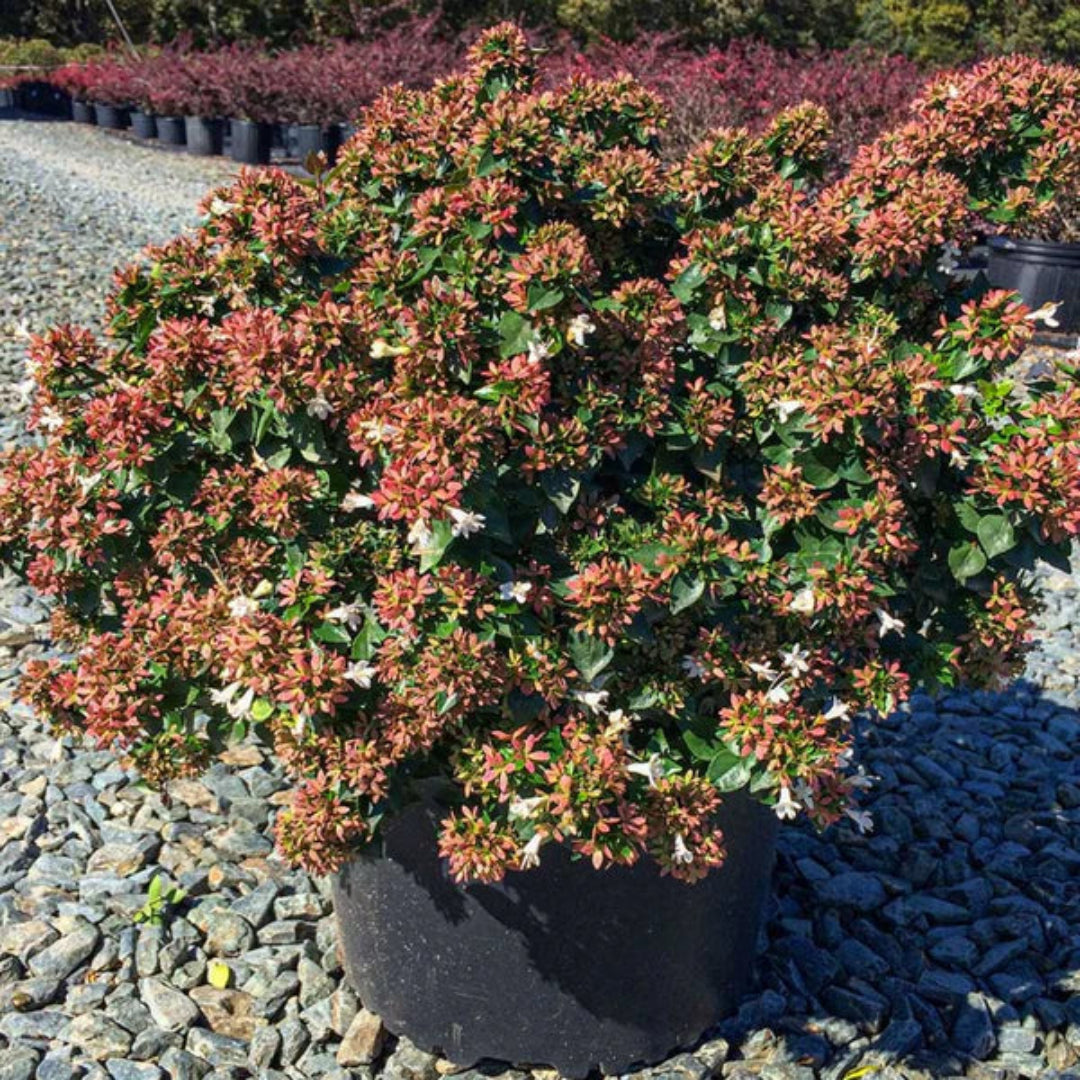 Abelia &