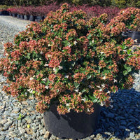 Abelia 'Canyon Creek'