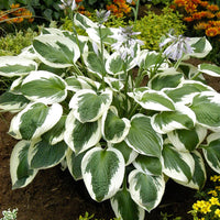 Minuteman Hosta