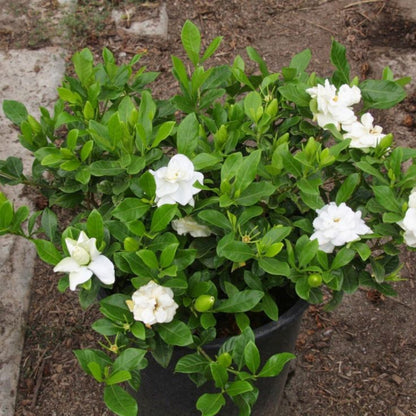 Dwarf Radicans Gardenia with white blooms