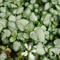 Lamium maculatum 'White Nancy' - [EG]