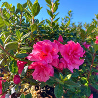 Autumn Rouge Encore Azalea
