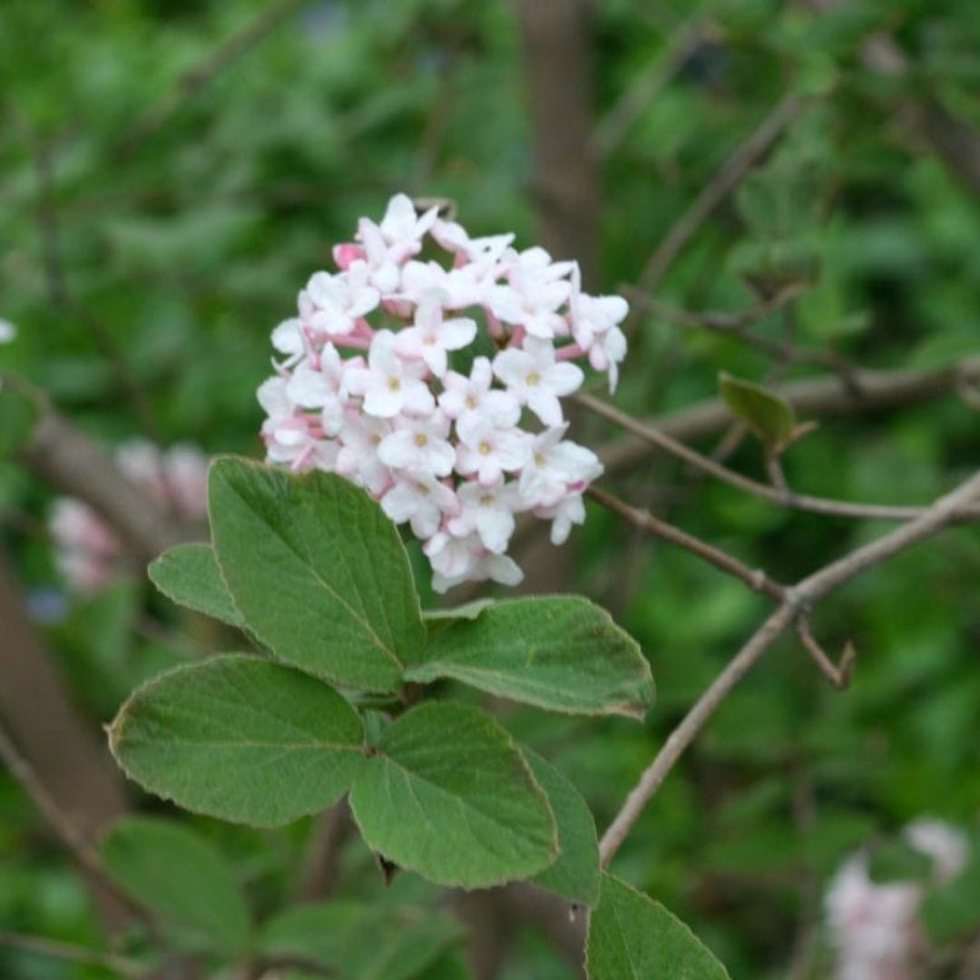 Cayuga Viburnum Shrub
