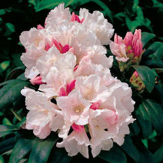 Yaku Princess Rhododendron Plant