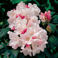 Yaku Princess Rhododendron Plant