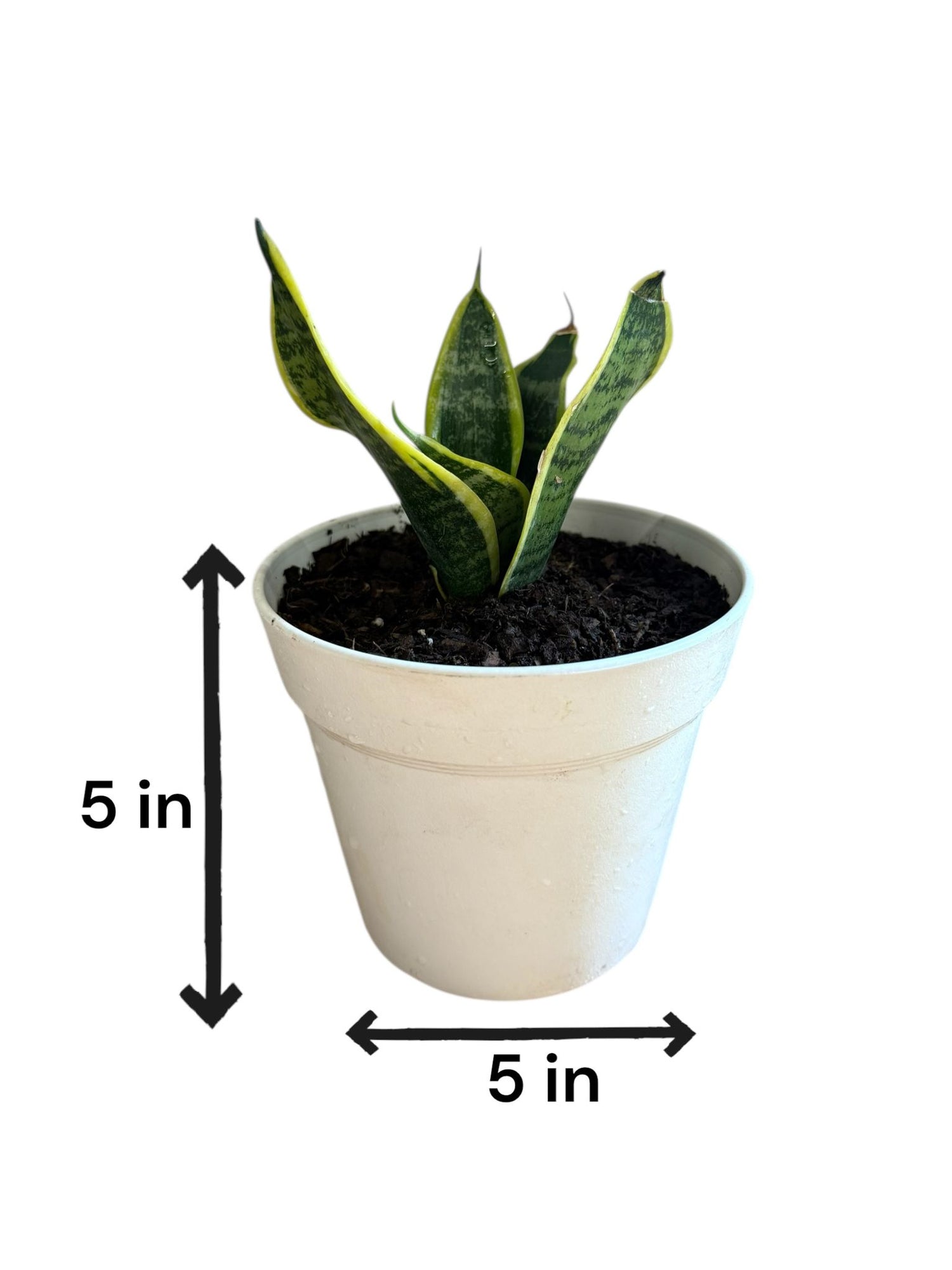 Potted Snake Plant for home decor