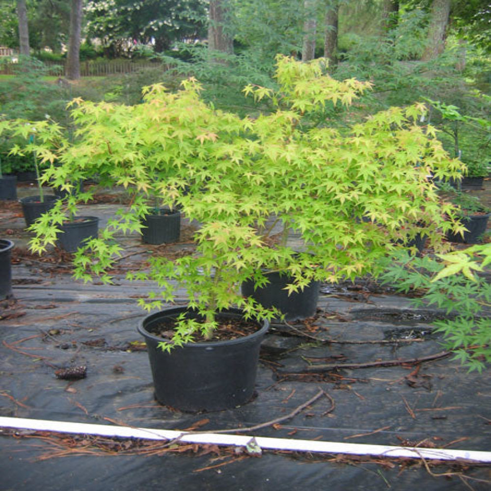 Florida Flame Red Maple Tree