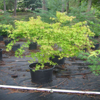 Florida Flame Red Maple Tree