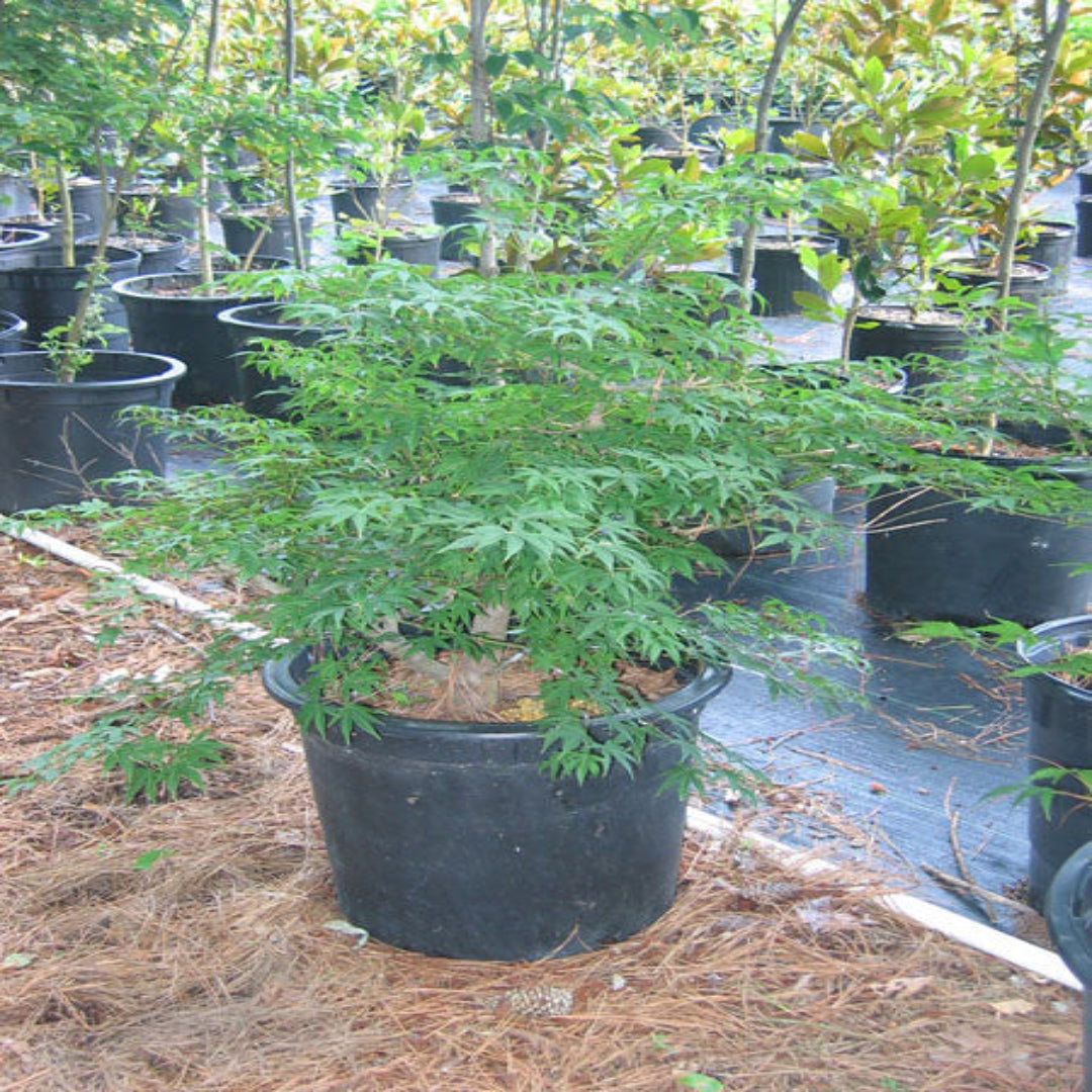 Florida Flame Red Maple Tree