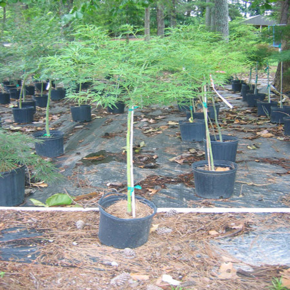 Florida Flame Red Maple Tree