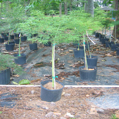 Florida Flame Red Maple Tree