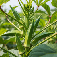 Okra Plant