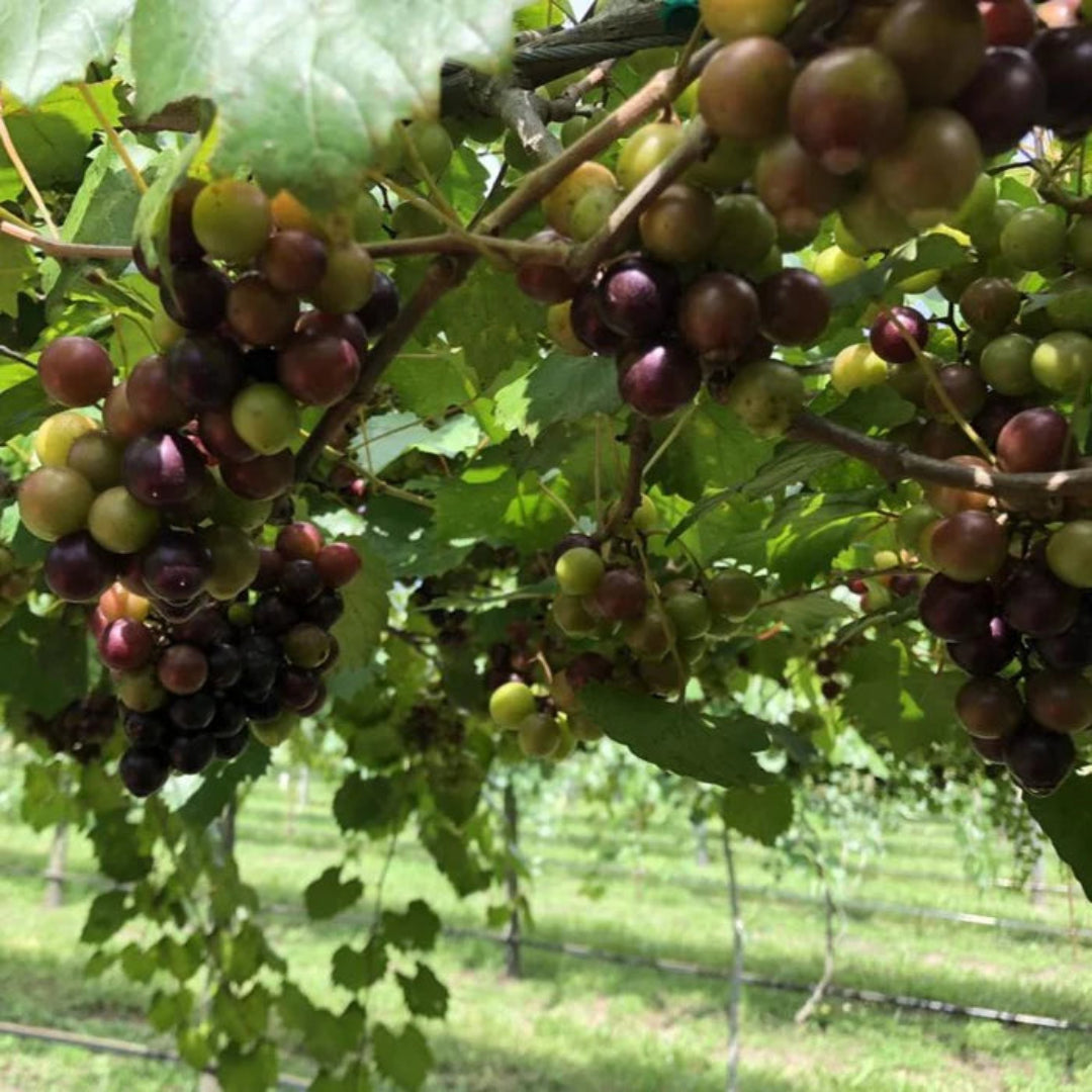 Dulcet Muscadine Grape Vine