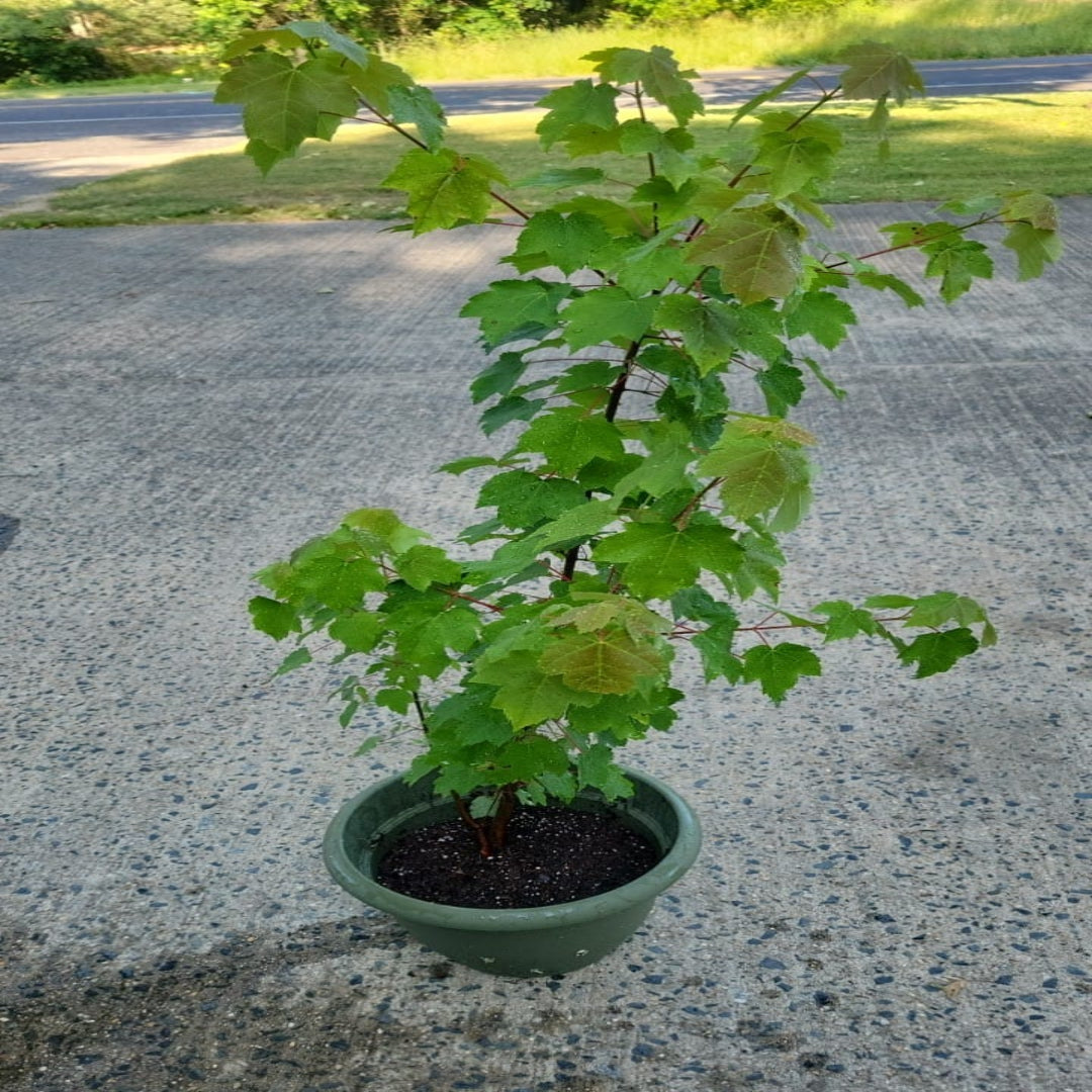 Florida Flame Red Maple Tree