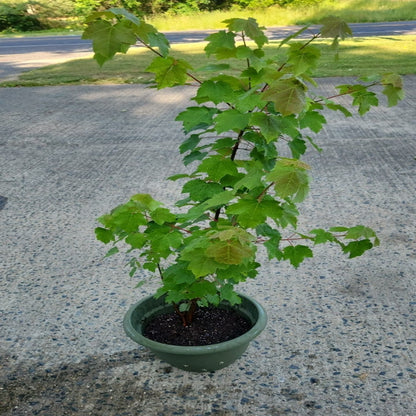 Florida Flame Red Maple Tree