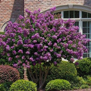 Catawba' Crape Myrtle, Clusters of Deep Purple Flowers