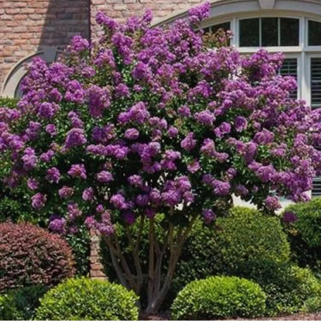 Garden Catawba Crape Myrtle displaying deep purple summer blooms
