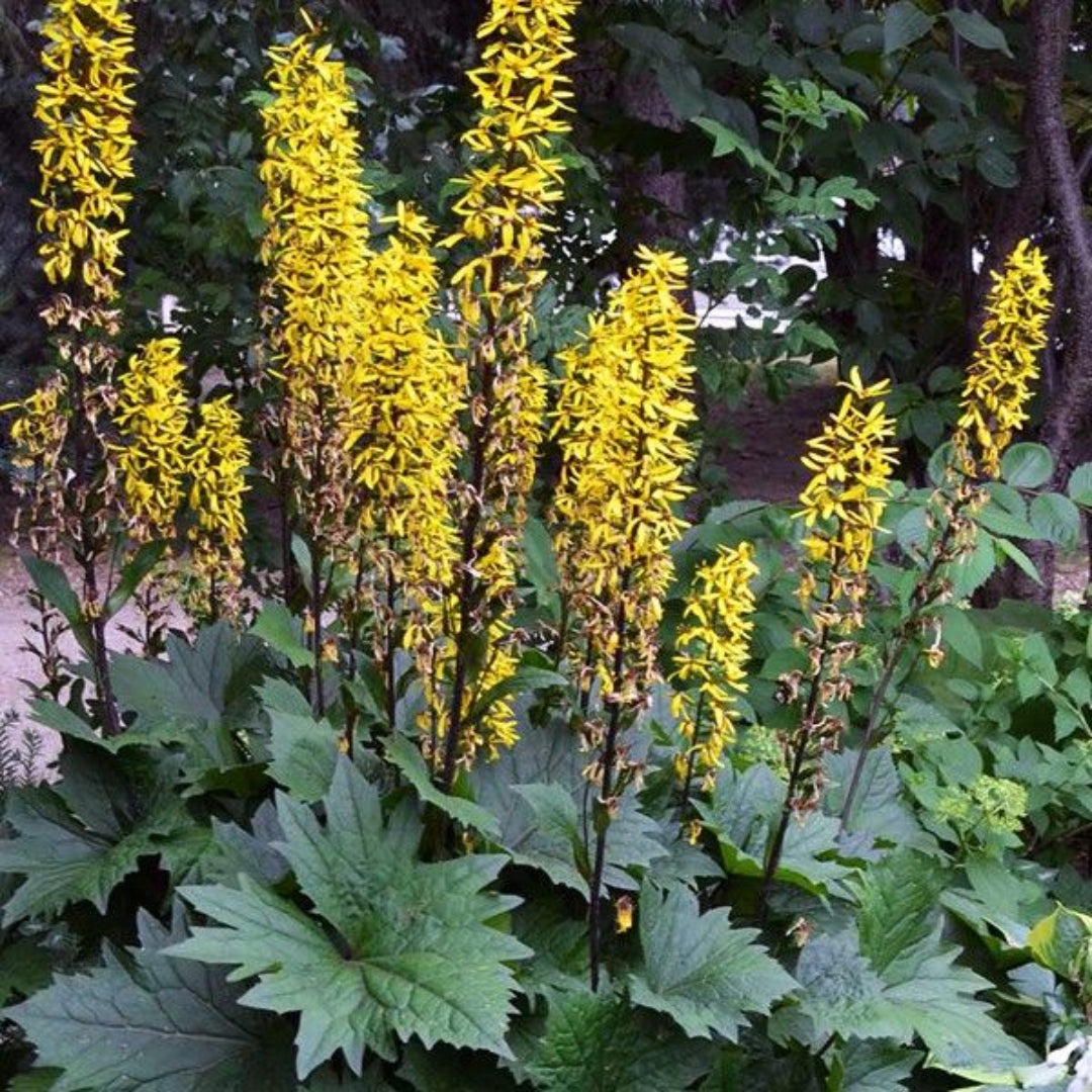 Ligularia Bottle Rocket
