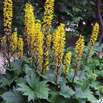 Ligularia Bottle Rocket
