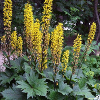 Ligularia Bottle Rocket