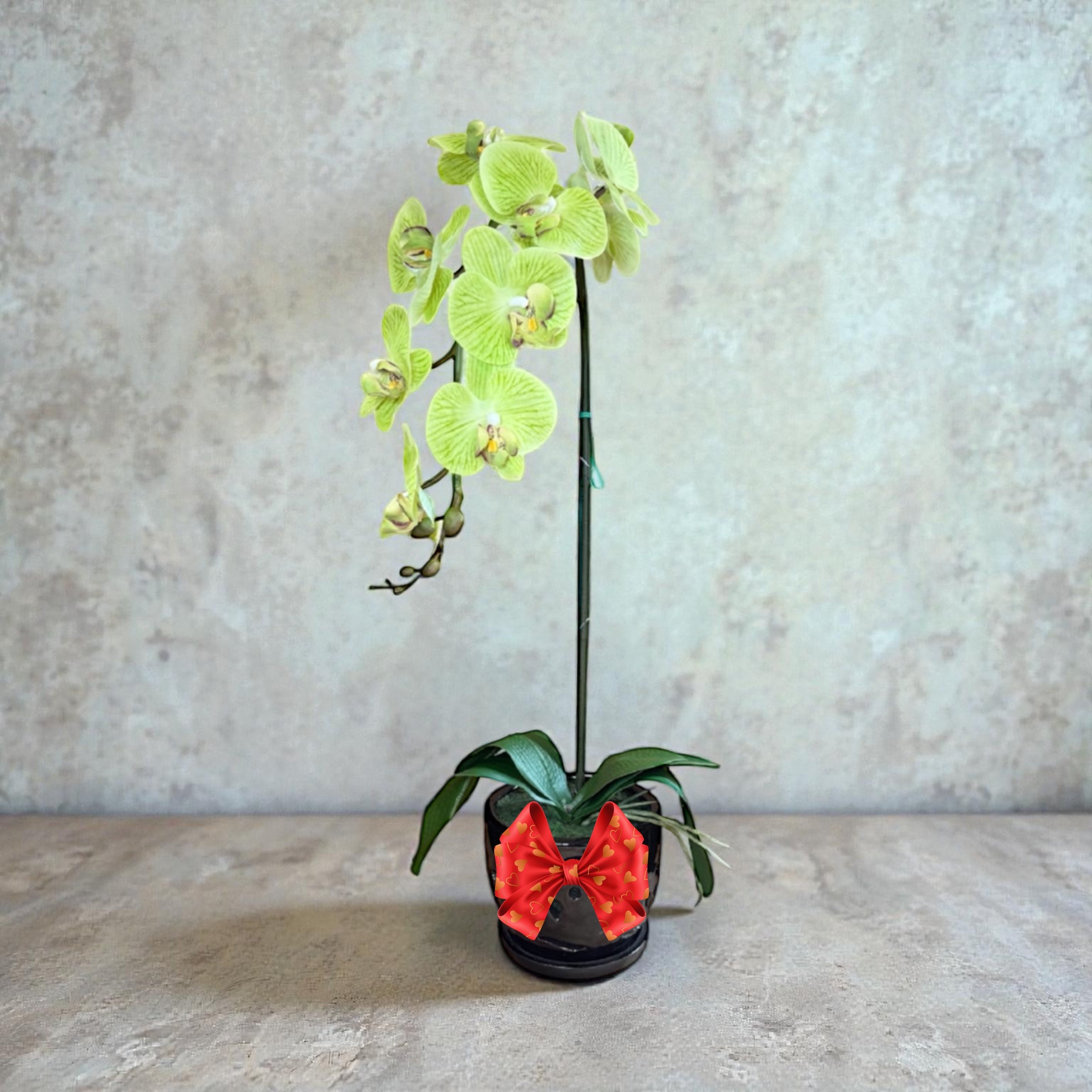 Elegant  Green Orchid in Black Ceramic Pot