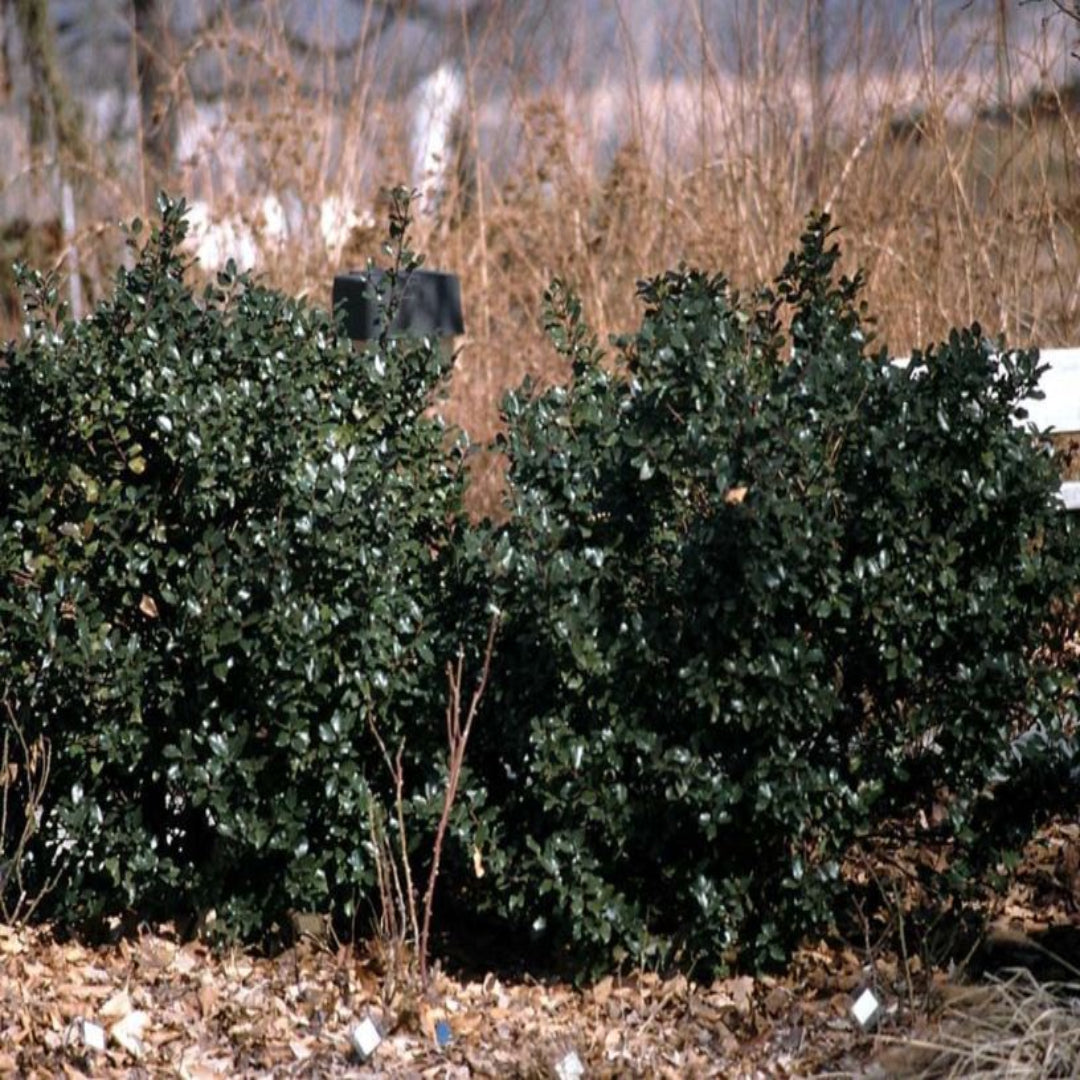 Blue Stallion Holly Multifunctional Evergreen